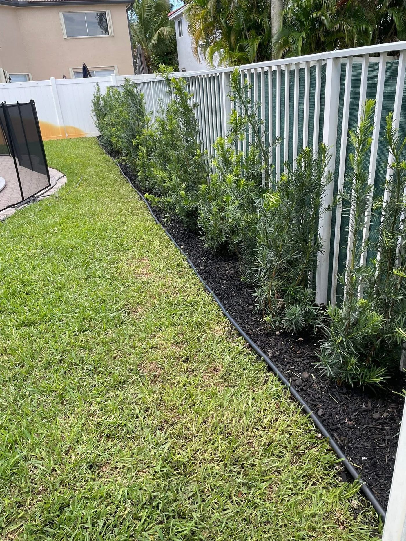 Completed hedge row planted along a backyard fence with fresh mulch bed